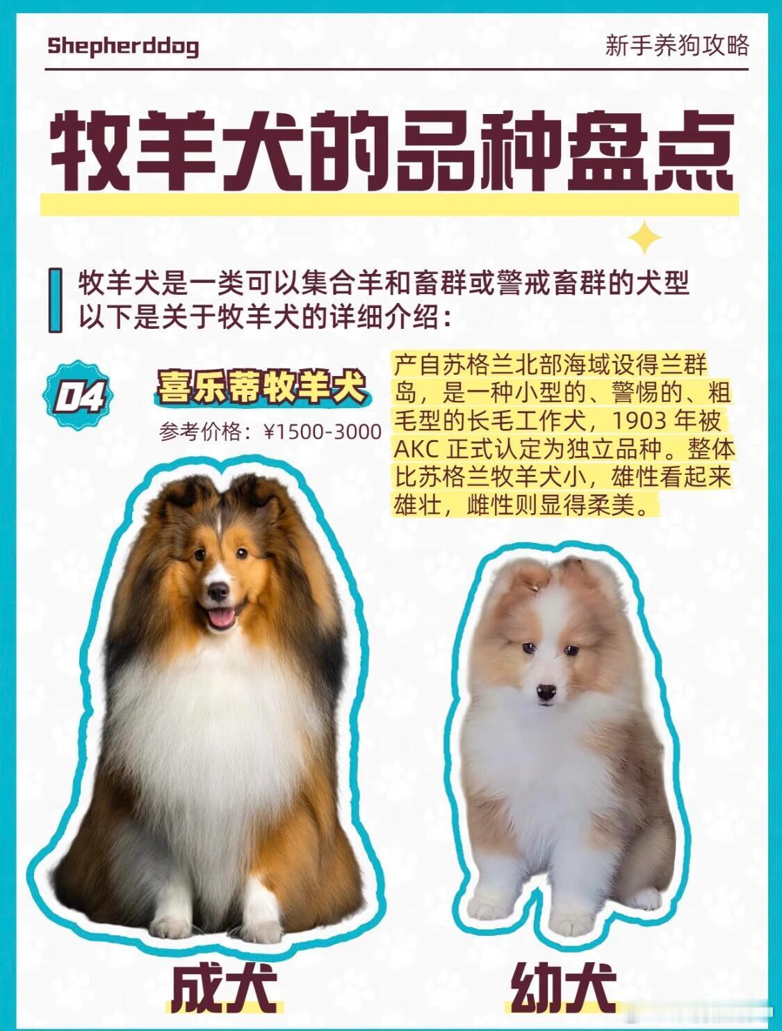 7岁小孩哥为让泰迪成牧羊犬买了只羊爸爸为圆7岁儿子养羊梦直奔新疆买羊牧羊犬的品种