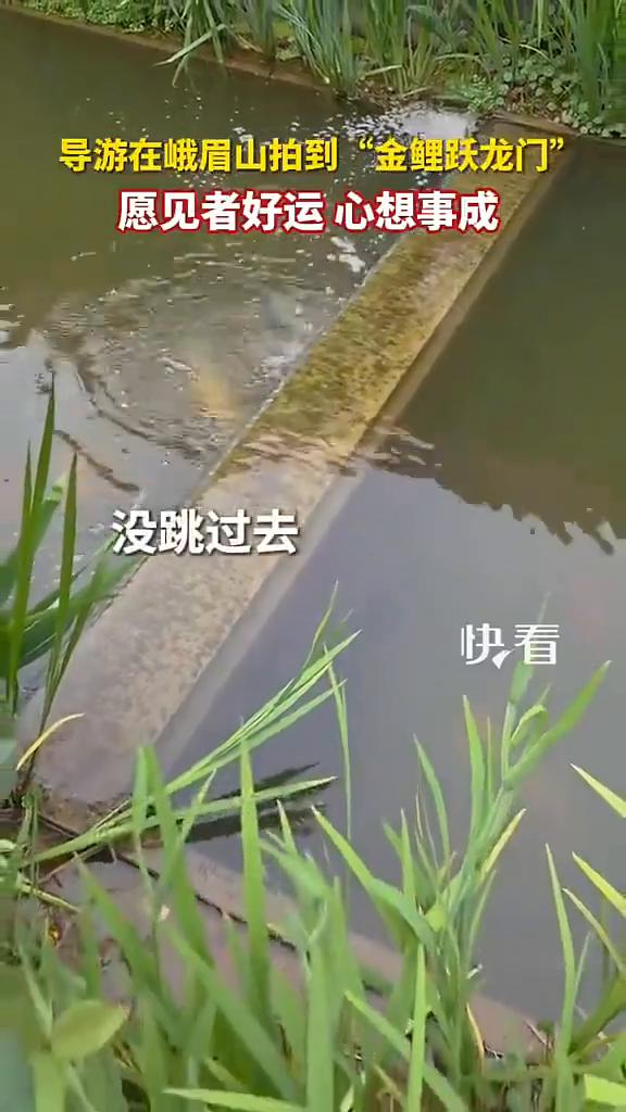 导游在峨眉山拍到"金鲤跃龙门"，愿见者好运，心想事成。
来源：峨眉山小闵哥。
5