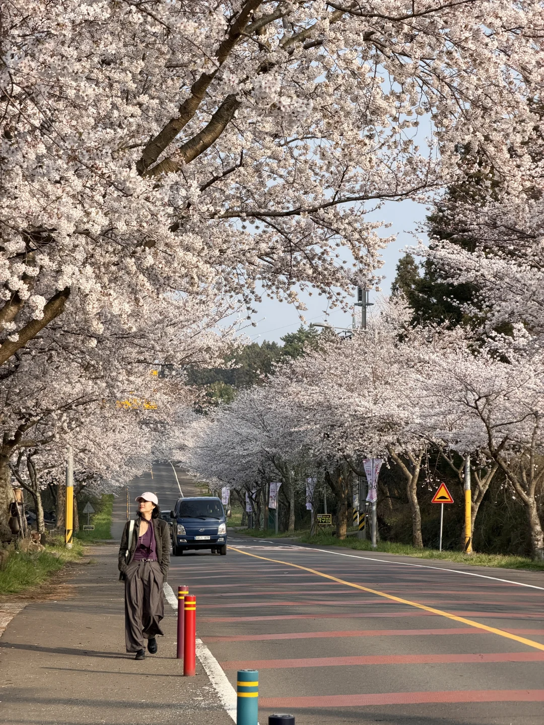🌸济州岛Live｜从未见过如此盛大的浪漫樱花