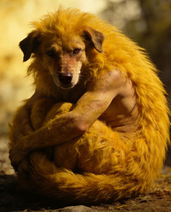 品读《山海经》500——《海内北经》环狗

原文：
环狗，其为人兽首人身。一曰猬