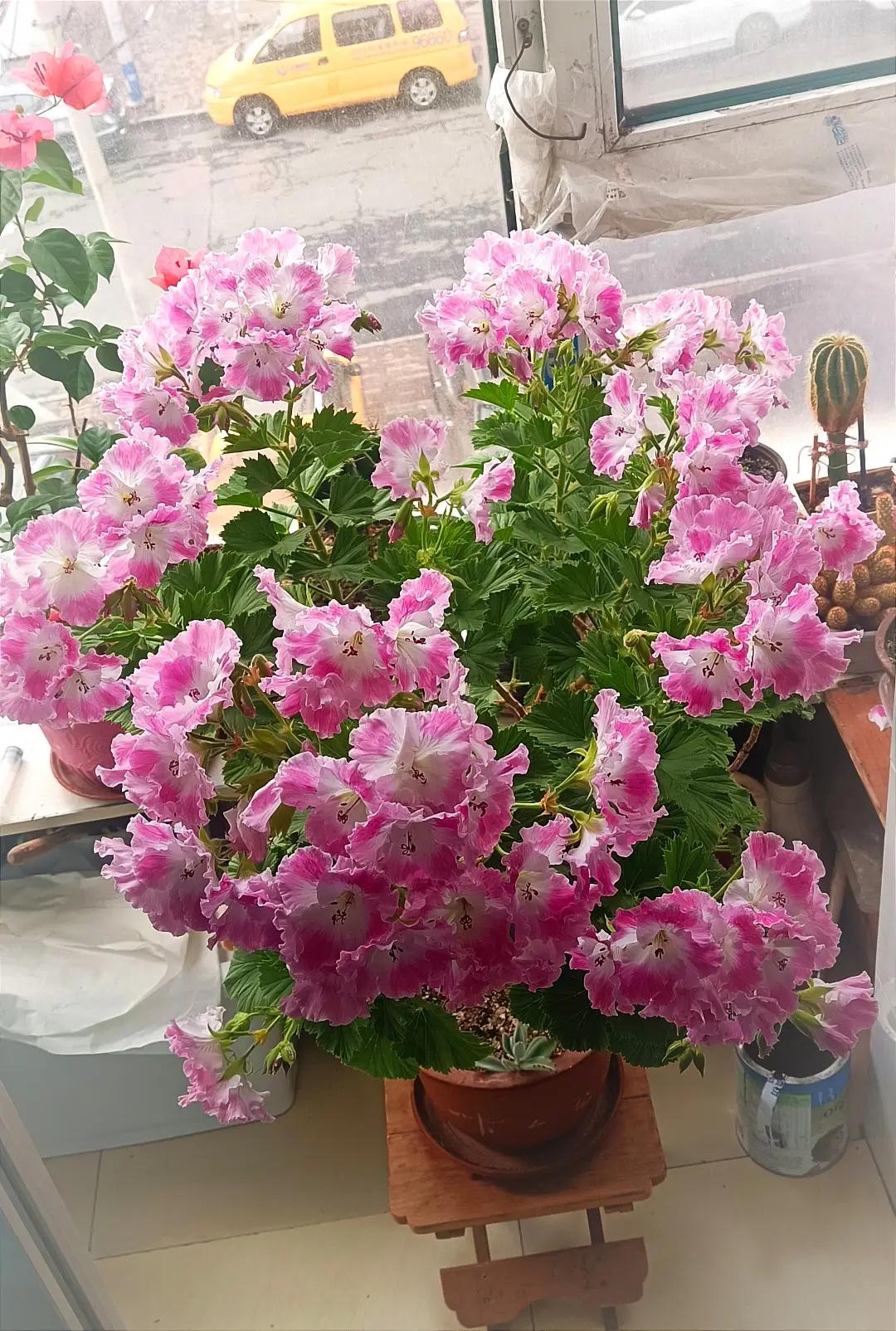 你对天竺葵的了解还是比较片面。天竺葵最大的优点就是好养。不爱生病，更不爱招虫，正