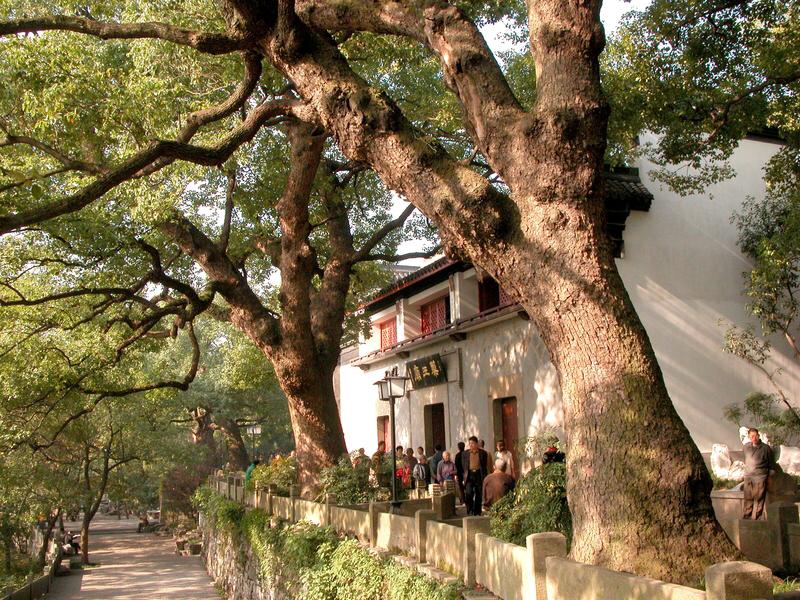 作者浮世砚将西湖的柳和香樟比作灵动的睫毛，这比喻实在绝妙！微风拂过，它们轻轻摇曳