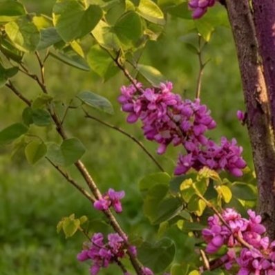 紫荆1. 栽培方式：普通园土、沙壤土均可栽种，耐轻度贫瘠；落叶丛生灌木，根系浅生