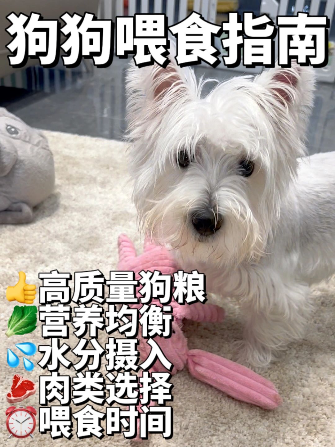 🐾狗狗喂食指南，让宠物健康快乐成长！🐶
亲爱的小伙伴们，今天我来分享一下狗狗...