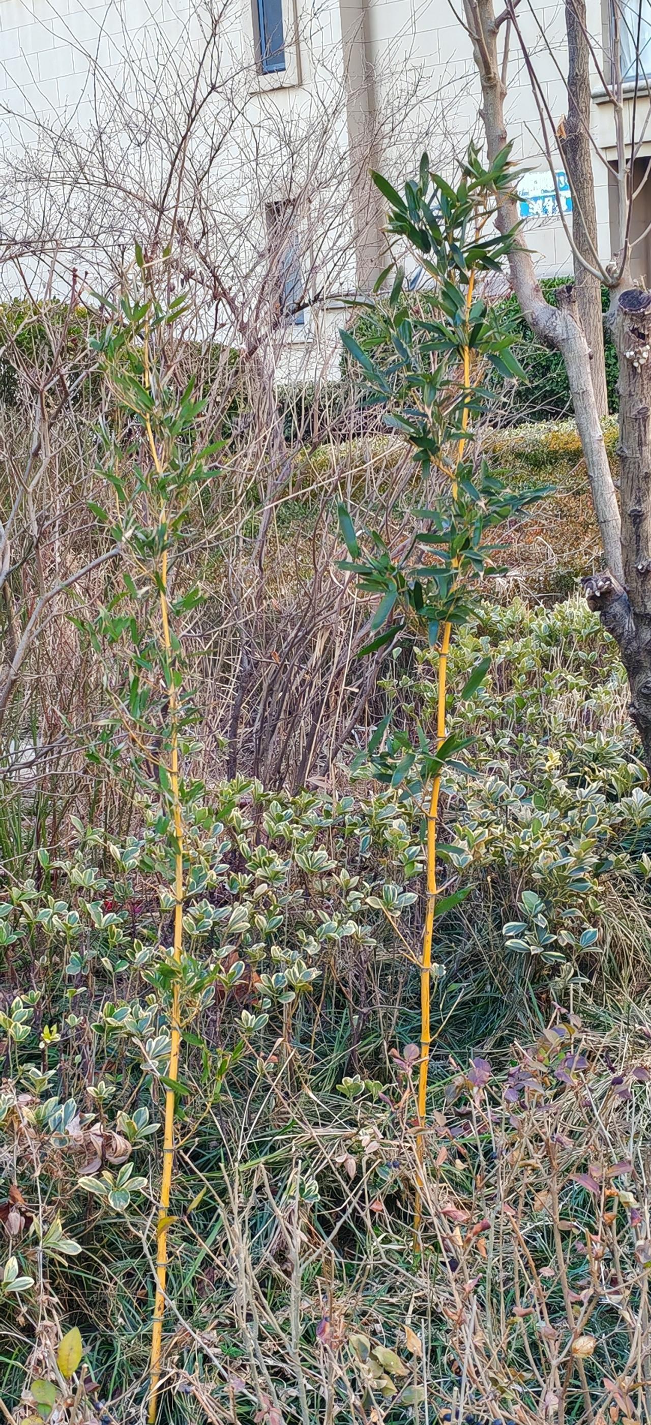 晒出你相册中的花草树木春天来了，竹子也开始变的更绿了