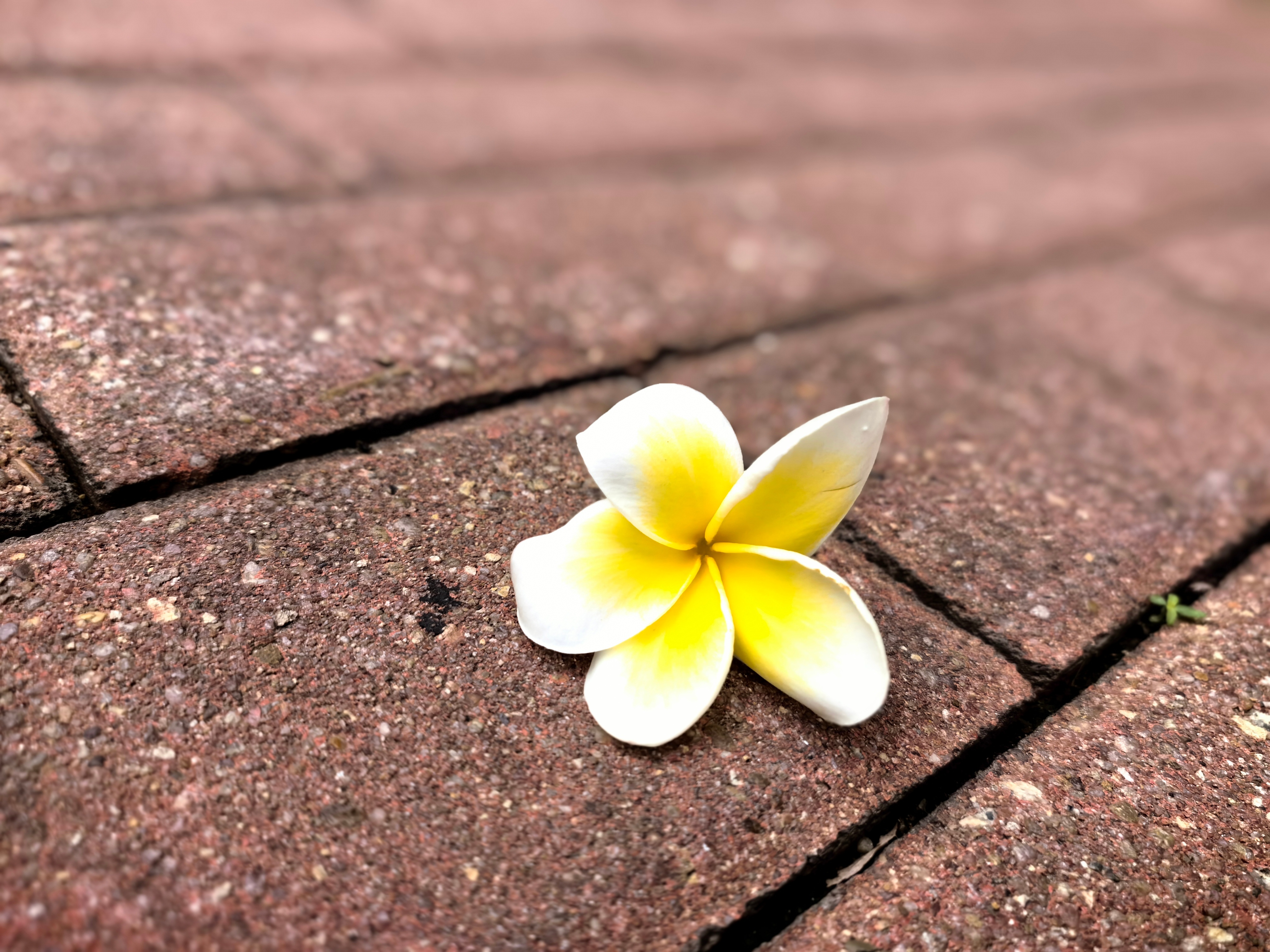 小火苗做一个有灯罩的火苗，不随风飘摇……(一)人们对成熟的理解不一样，对于丁火来