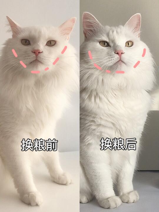 豆柴猫粮怎么样？真实喂养分享！🐾