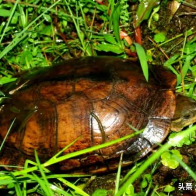 赶紧上交！湖北市民河边捡到1只，拍照一查，竟是国宝“石金钱”

这可不是什么普通