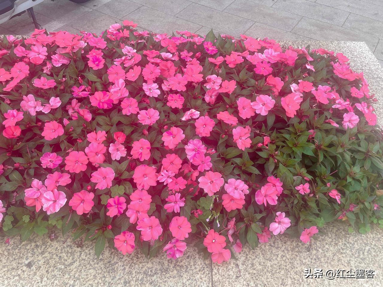 深圳的大学有许多许多，在建设初期把大学建设摆在首位，即使在房地产黄金时代也不能占