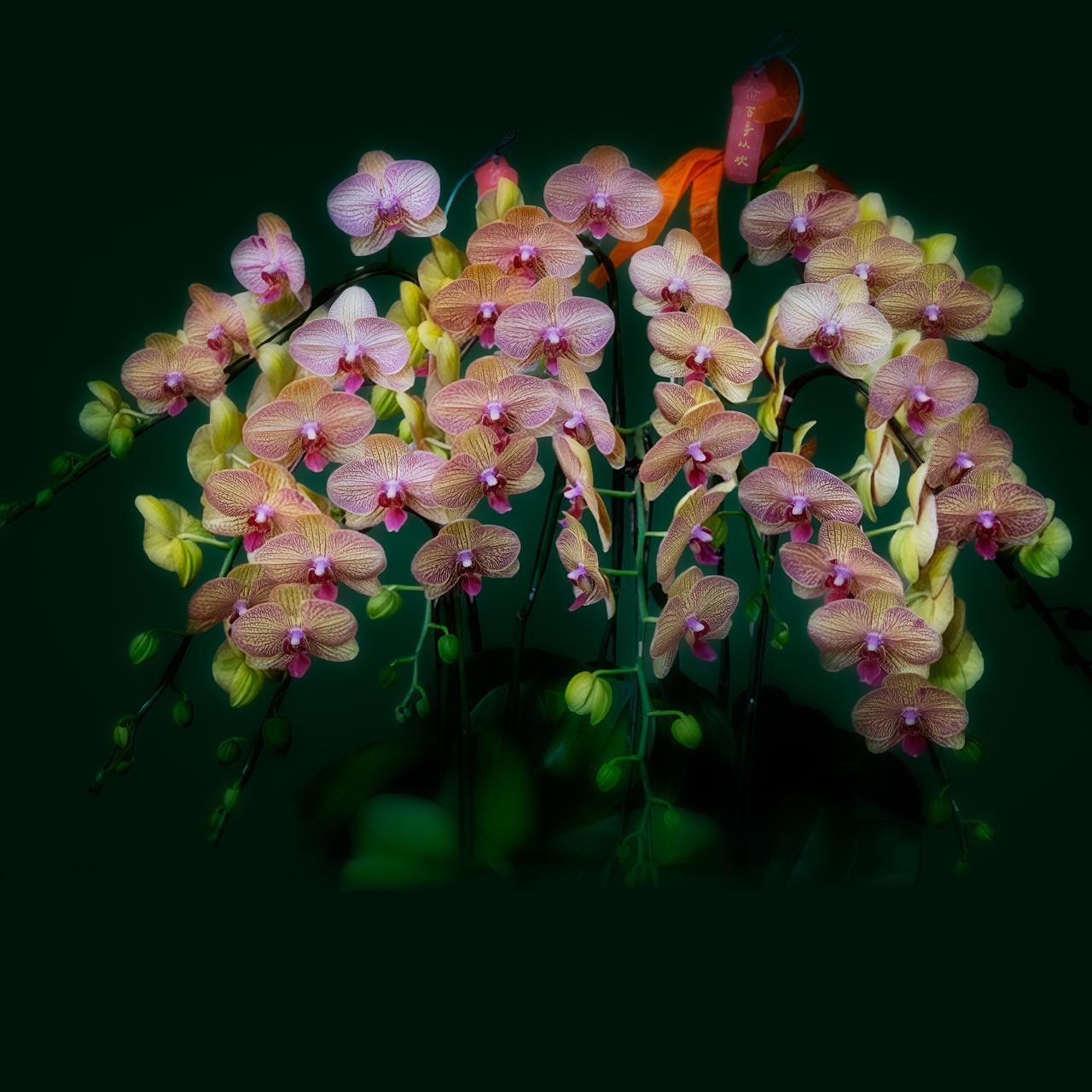 【大雷视界 · 幽兰生谷】 🌸

正月初六，借一抹幽香，祝大家六六大顺。
此作