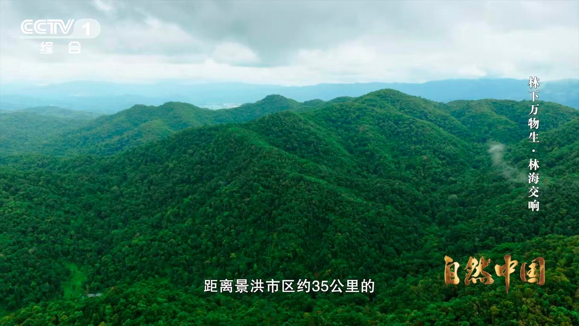 亚洲象头顶有两个聪明包云南可以在桥上看大象 原来亚洲象的智慧长在头顶上！导游介绍