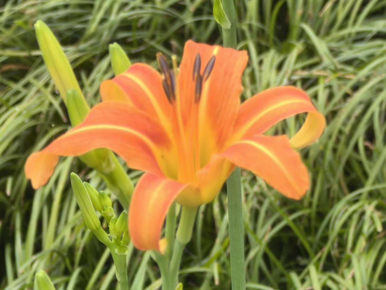 萱草和黄花菜有什么区别？

[玫瑰][心][玫瑰]

萱草和黄花菜还真不一样。