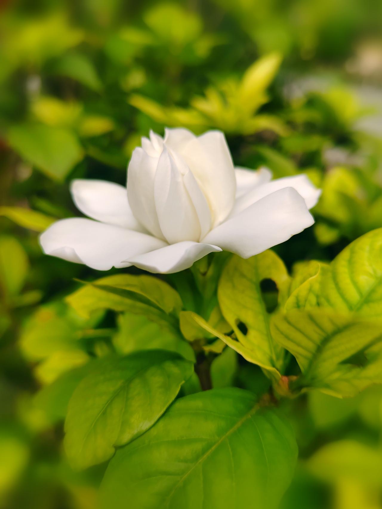 绿叶丛中一朵栀子花悄然绽放，莹白花瓣温润柔和，层层包裹着纯粹温柔。微风拂过，淡淡