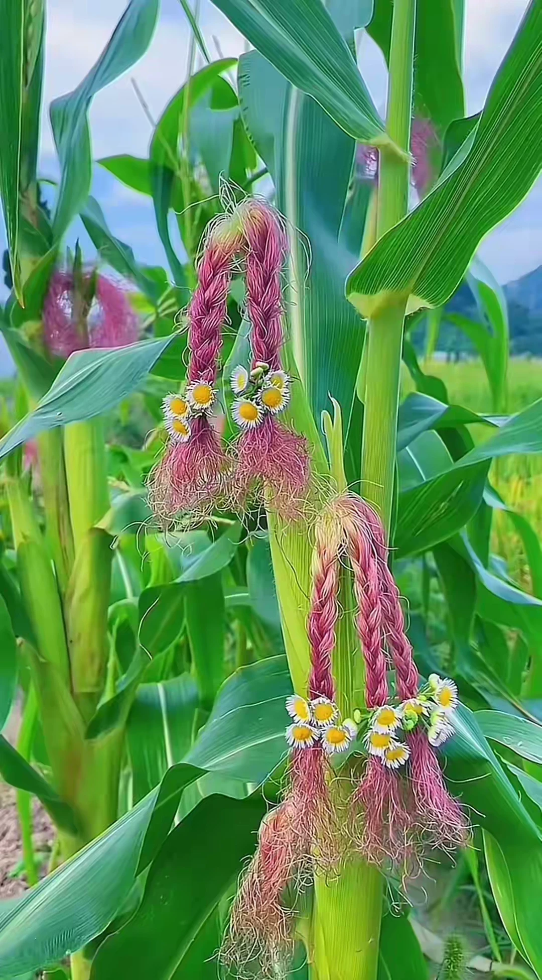 只想获得快乐不适合谈恋爱。 很多人觉得谈了恋爱就会甜蜜幸福，看到别人谈...