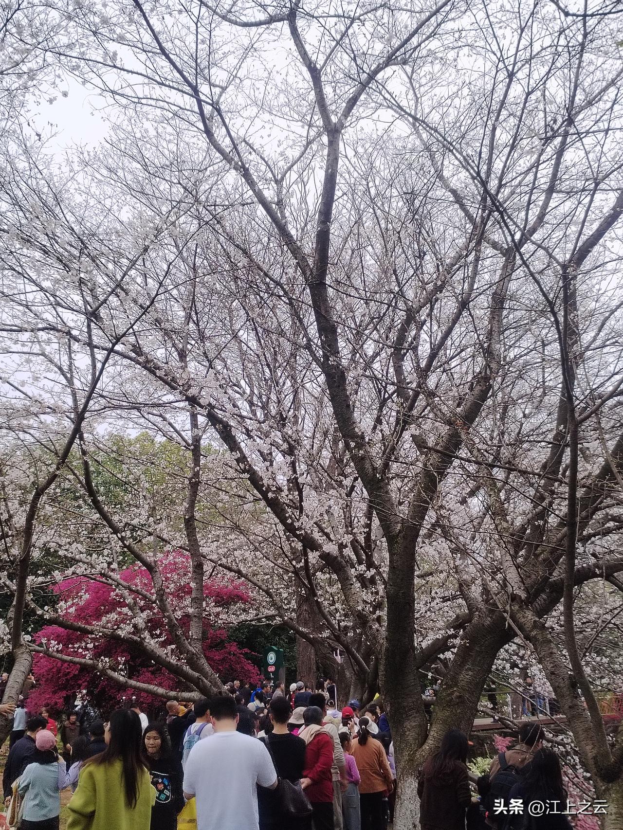 省林科院的樱花开了，果然这里才是南昌最有历史底蕴的樱花大道。粗大挺拔的樱花树，一