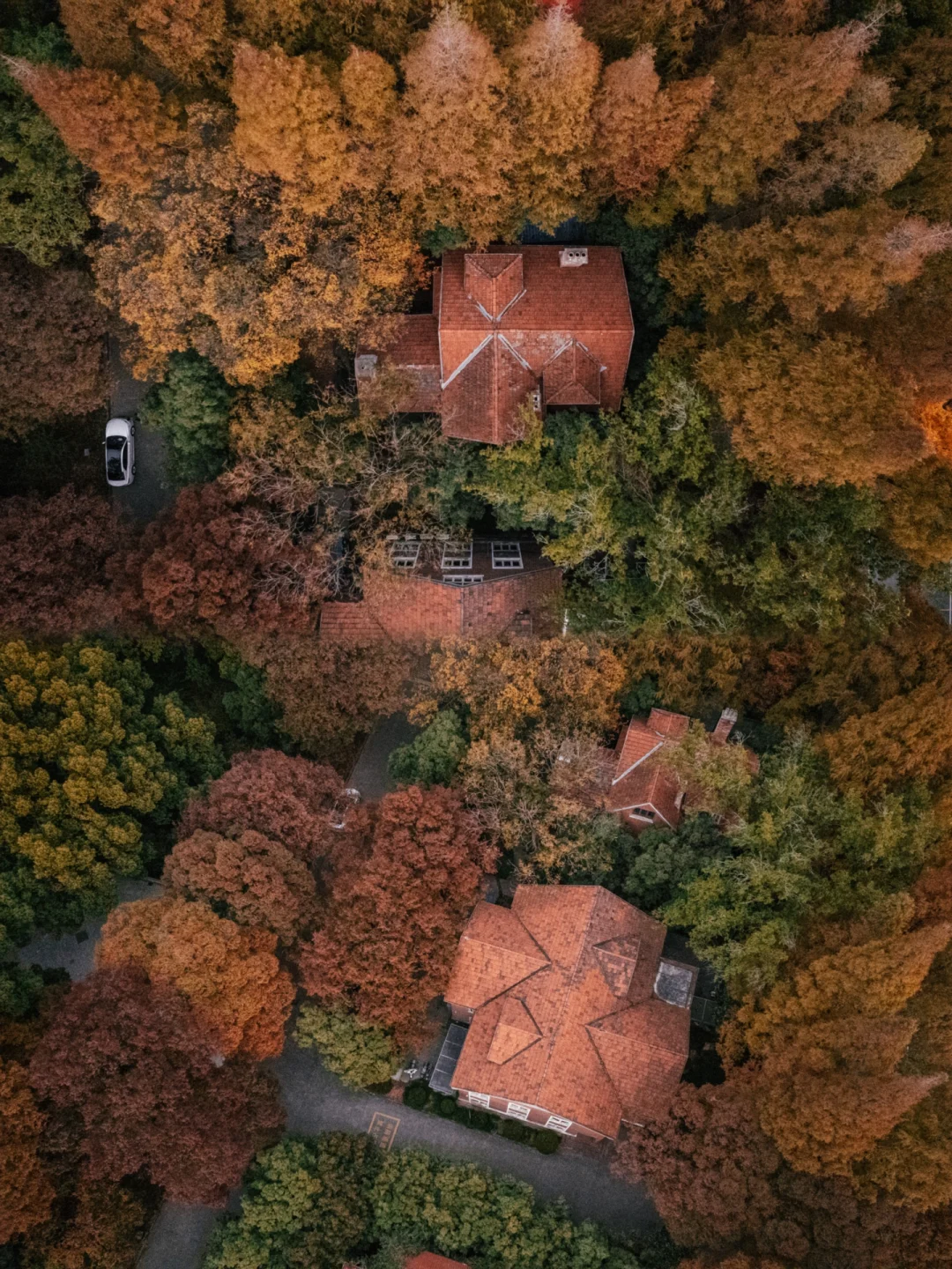 秋天的苏州大学🍁仿佛是上天打翻了调色盘🍂