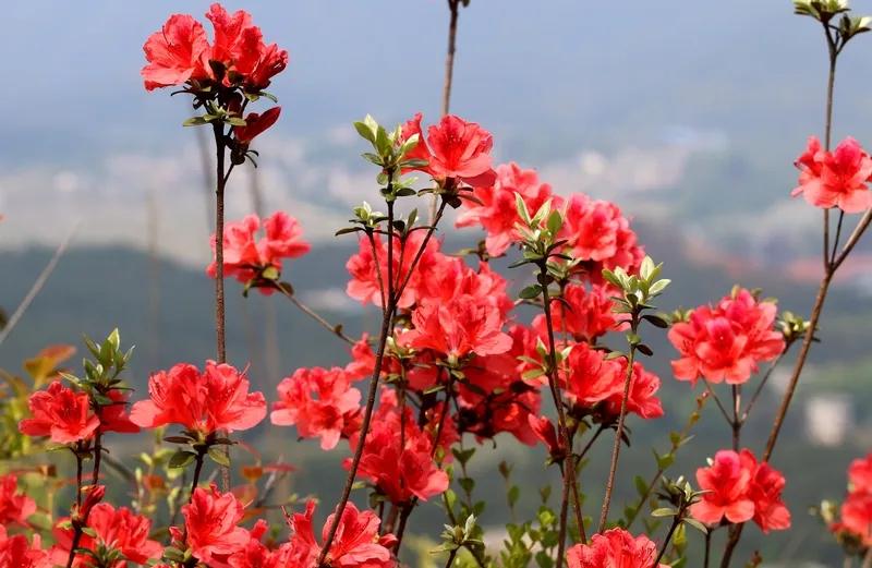 浪陶沙 · 杜鹃花

作者：高观国

啼魄一天涯。怨入芳华。可怜零血染烟霞。记得