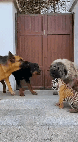 动物界的阶层一点不比人间少～