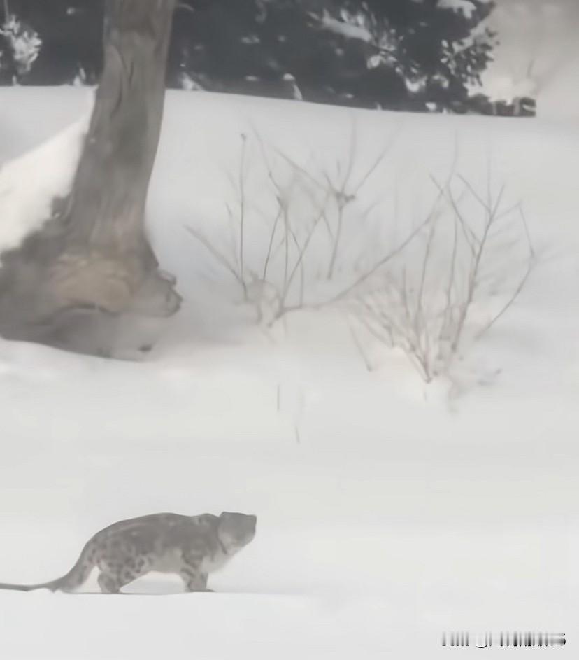 大自然也罢、野生动物也罢，人们都应该怀有一份敬畏之心，否则伤害的就是自己。
1月