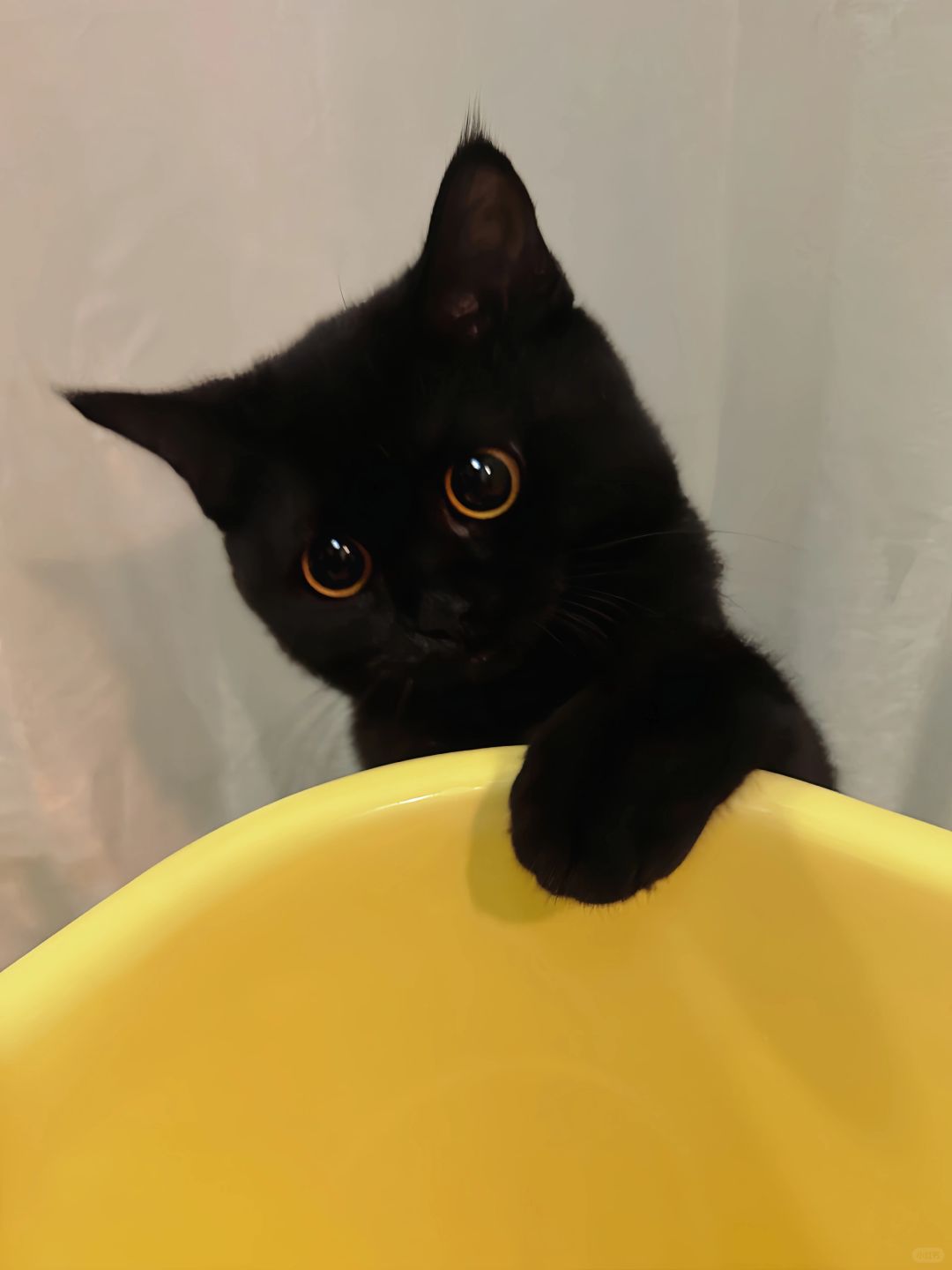 注意看 这只小猫正在上班