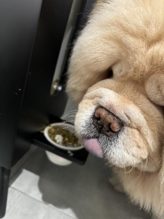 最近被这狗粮机拔草