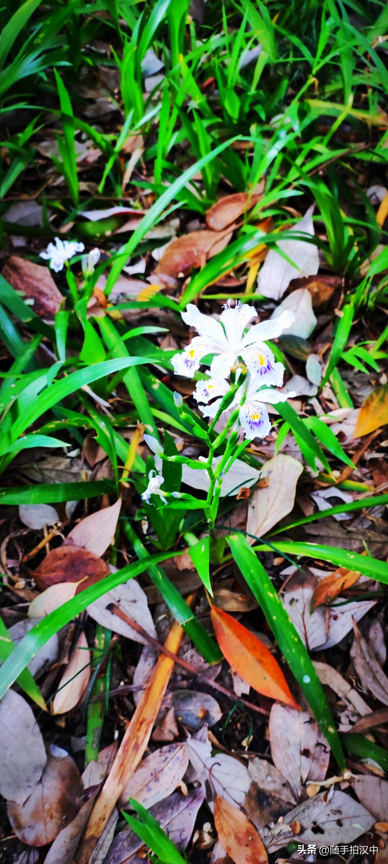 春日生活打卡季三月，春风十里。鸢尾花开，便晓风浪漫。春天的风是催花的，小区草坪上
