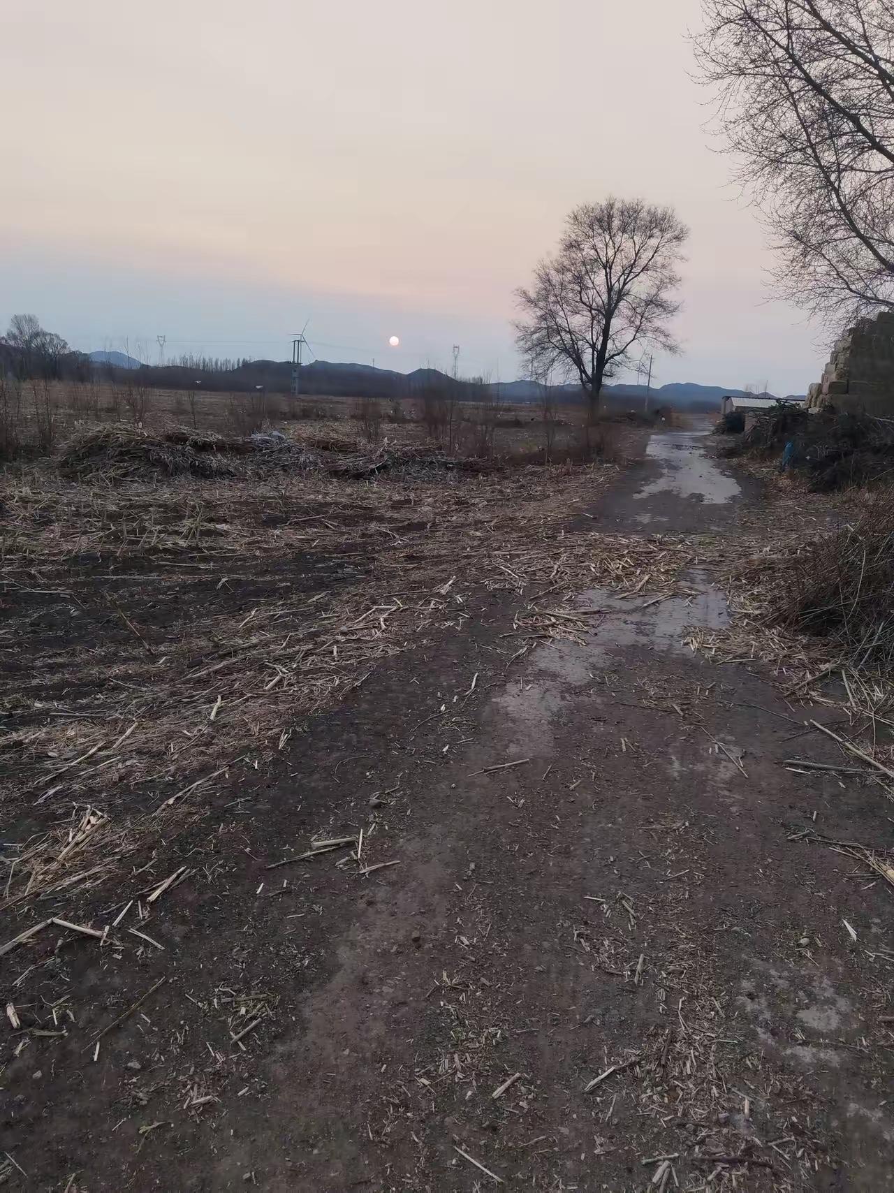 春来风暖
田埂残秸低泣
万物皆赴新生
唯我沉埋泥土
慢慢腐落成尘