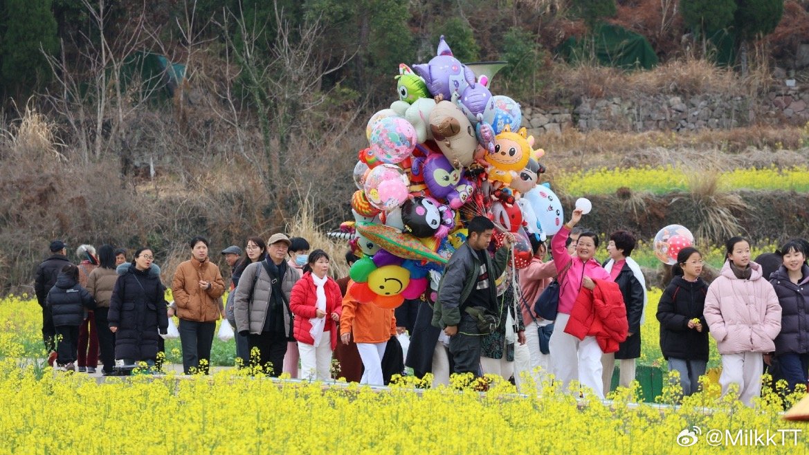 一朵油菜花让台州这个村开出共富花天台赤城街道三新村百亩油菜花盛开，瀑布花海相映成