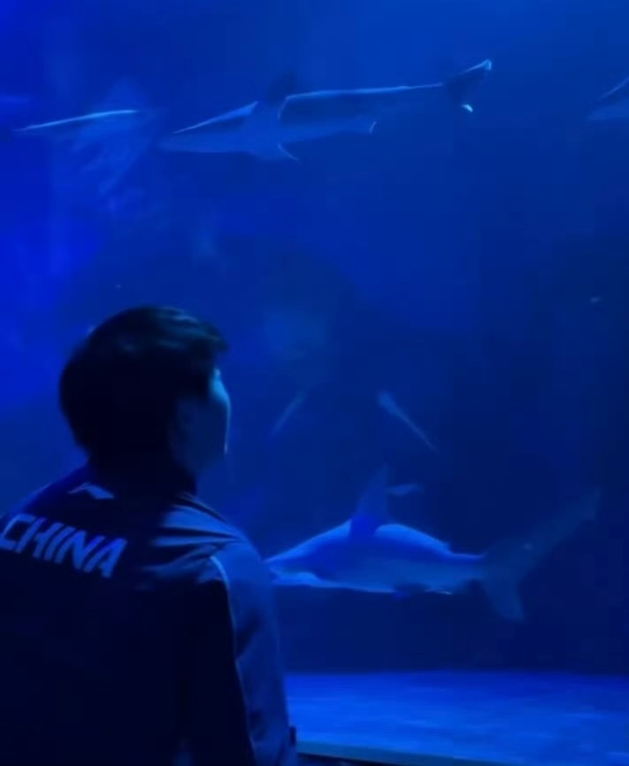 孙颖莎第一次分享自己拍的鲨鱼🦈🌊孙颖莎oppo全球合作伙伴