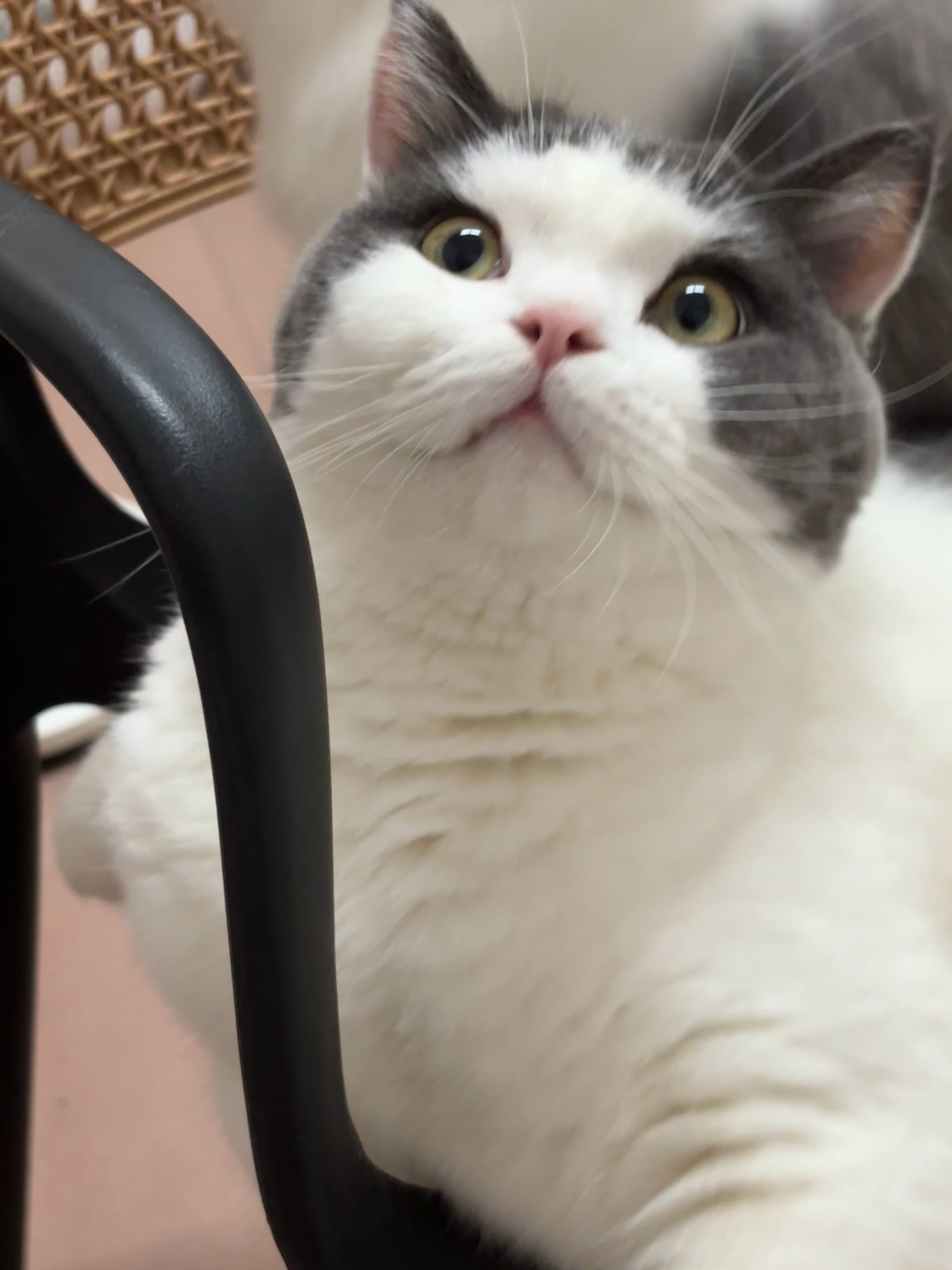 不敢对猫乱说话了我可没说它可爱🥰 