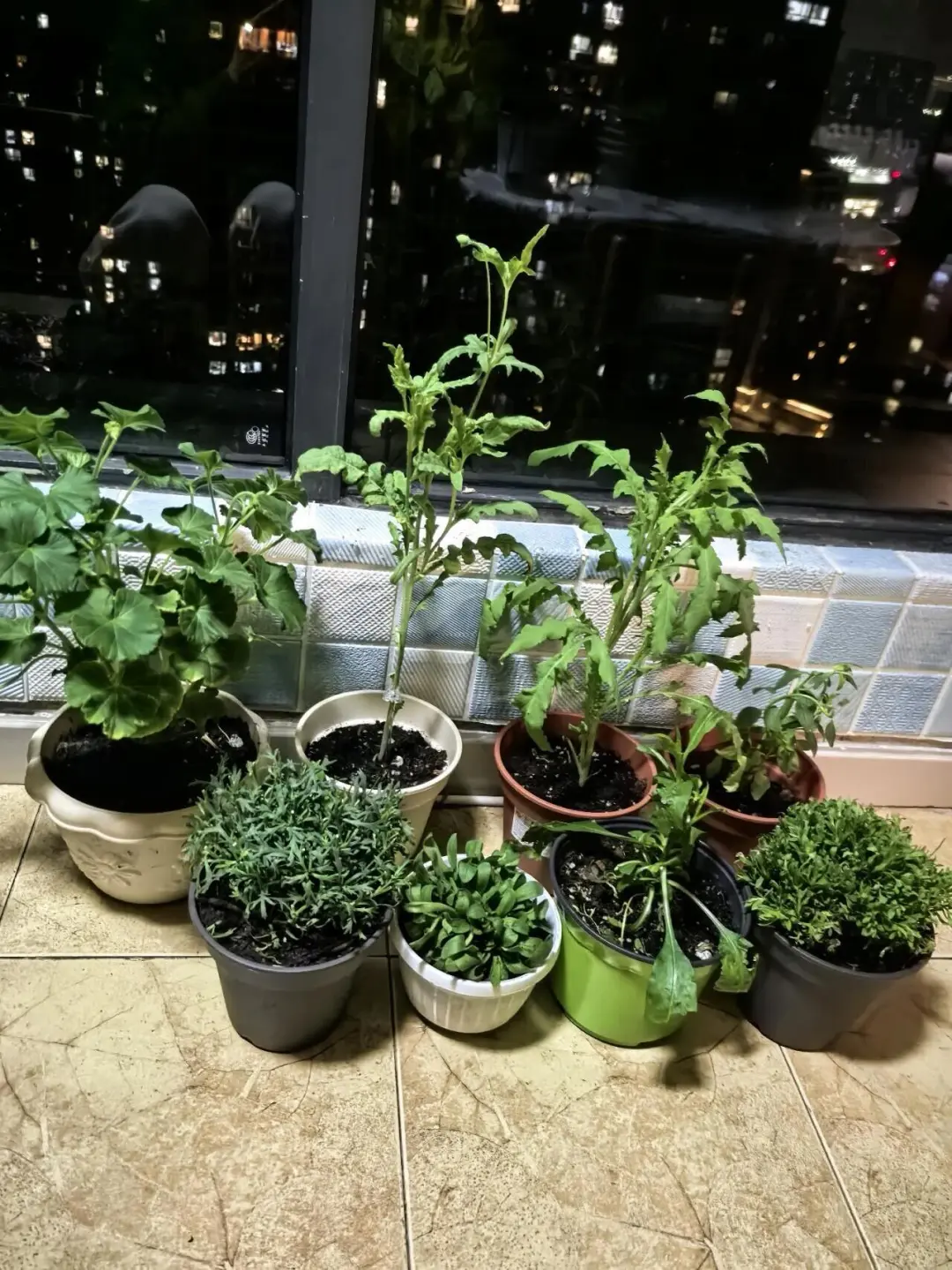 谁懂。。我真的不想养草了。。。。