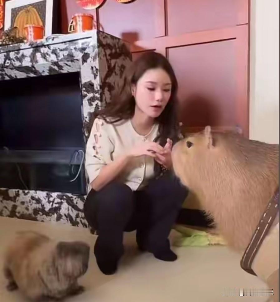 卡皮巴拉也太可爱了吧。
这个东东也能当宠物养着呀。