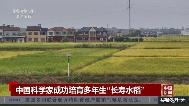 我国“长寿水稻”登《科学》封面，种一次收多年颠覆农耕史
 
科技圈传来重磅好消息