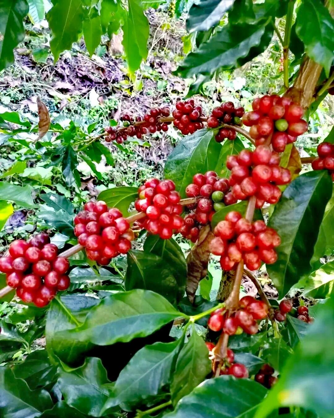 原生态原滋味纯天然绿色食品