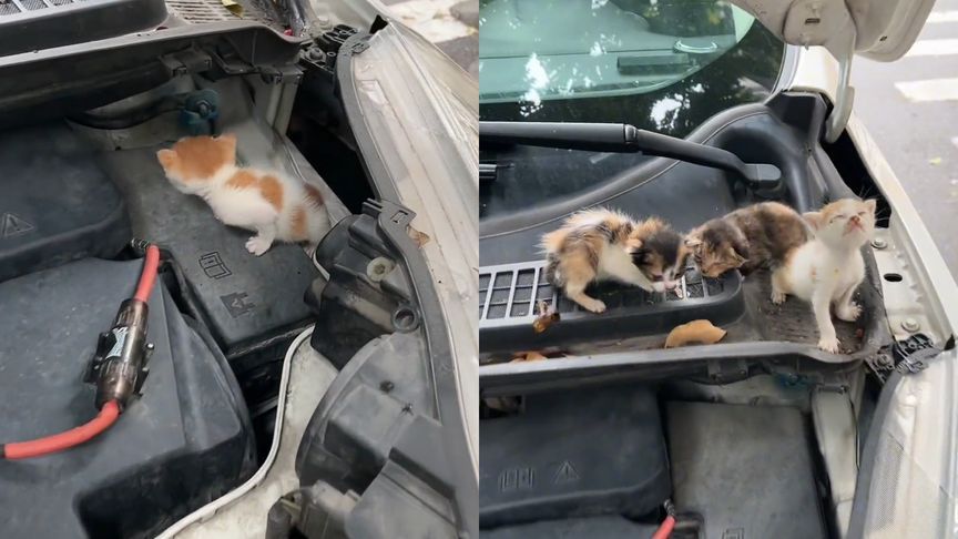 男子驾车200公里听到猫叫，开车盖意外“拐回”3只流浪猫：都活着】2月8日，广州