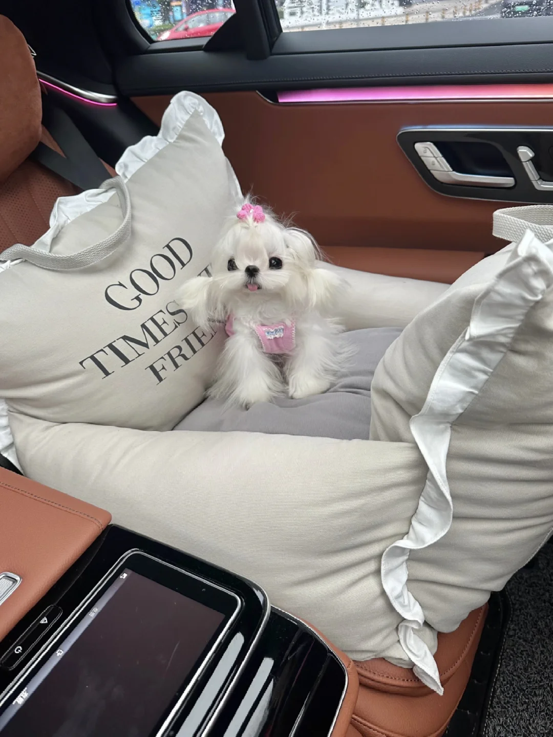 马尔济斯｜十个月的宝宝🐶