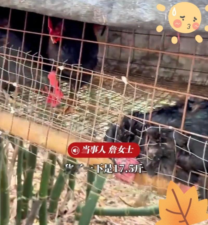 太可怕了！福建，一女子在上山搞养殖，早上来喂鸡时，一到地方就发现地上躺着一只鸡，