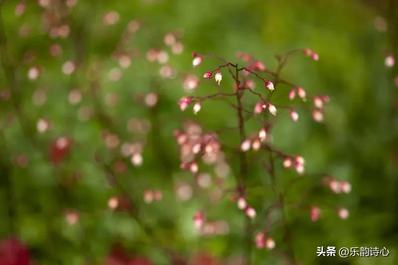 江南的春天，就是一场花卉的狂欢派对。2026 年江南公园新春花展，有 50 余种