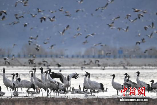 西藏:越冬黑颈鹤“做客”林周 绘就生态乐园