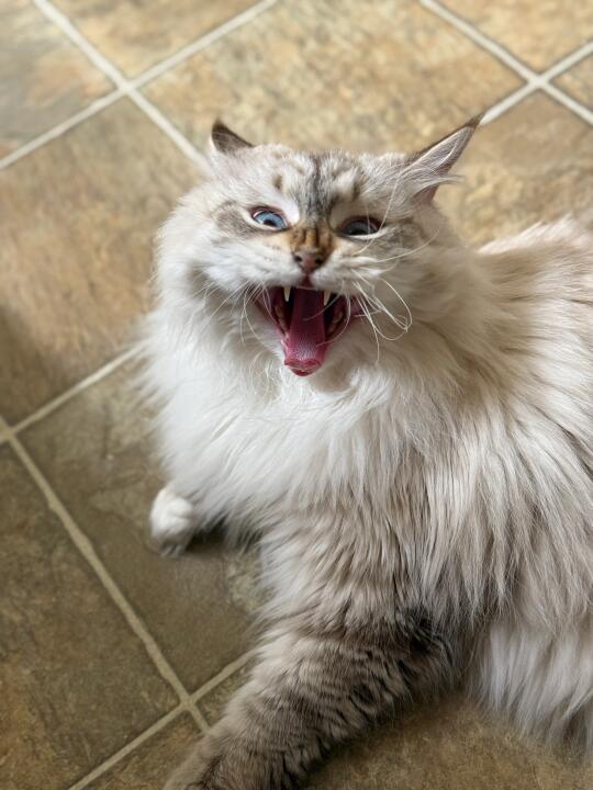 给我家垃圾车小猫更新一组黑历史丑照