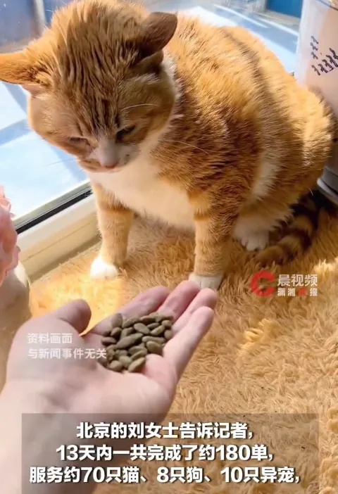 【有人长假13天上门喂猫赚2.2万 】宠物悠长假期 中秋国庆“双节“假期，全民开