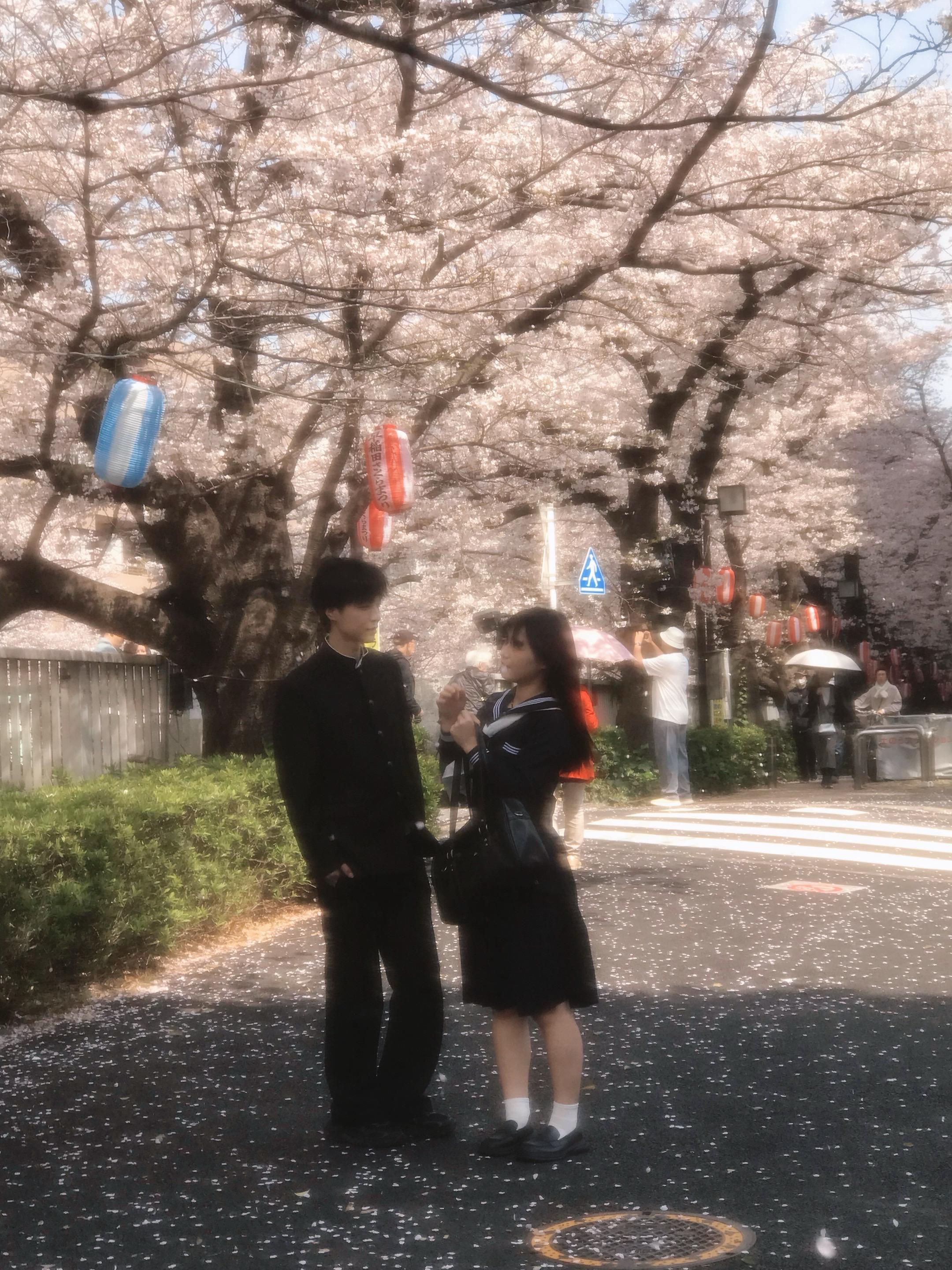 淋一场樱花雨🌸
