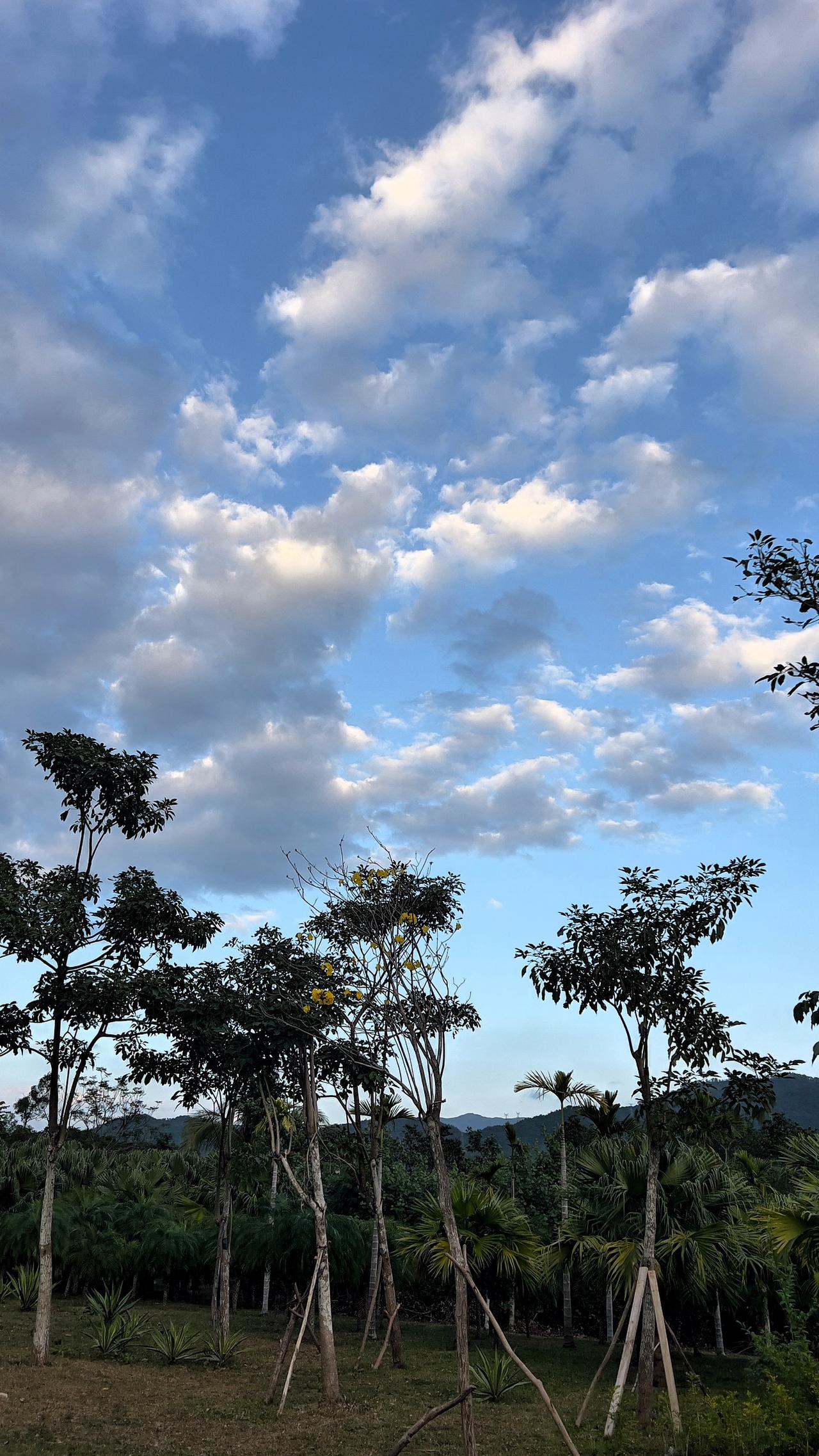 【原创】蓝天白云下的热带小树林，静谧而美丽，惬意时光.