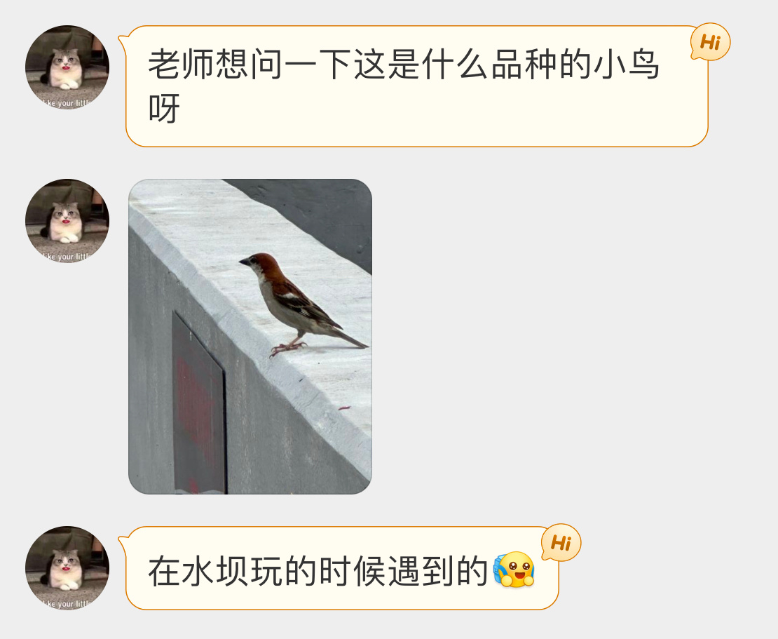 #鸟粉投稿# 一只眺望远方的【山麻雀】不是在电线杆上多嘴的那种麻雀奥 ​​​