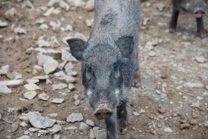 这想法着实有趣。若满腹经纶之人摇身变为猪，那场景极具画面感。原本能出口成章、妙笔