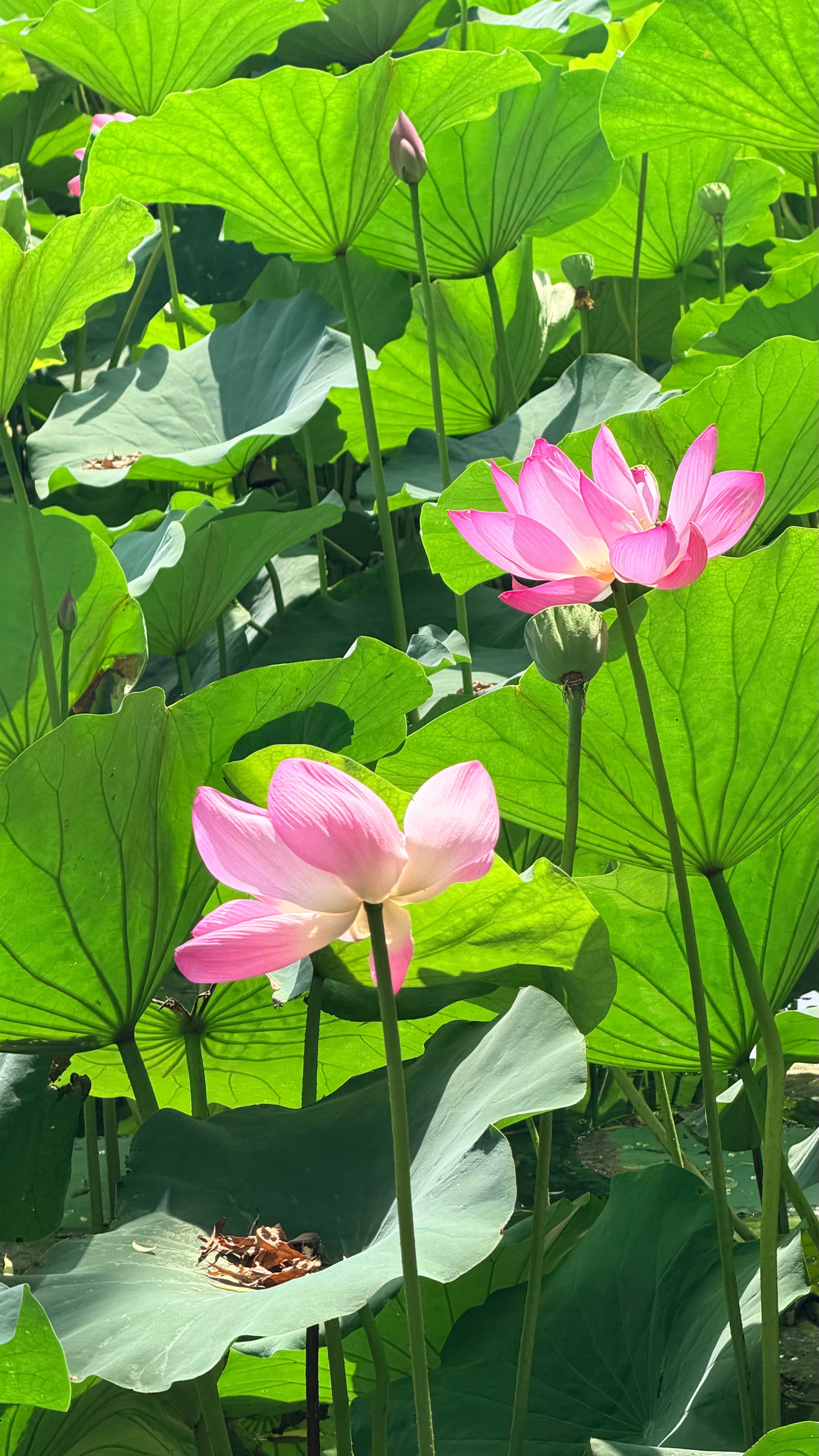 早安  ☁️🦋🌱ᴍᴏʀɴɪɴɢ☘️新的一天，新的启程我把福气、运气、财气都装