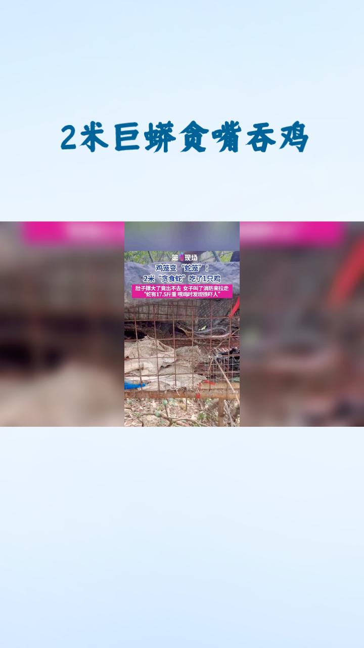 2米巨蟒贪嘴吞鸡，竟被1.5米高鸡笼“囚禁”，它如何钻入？
近日，一起蟒蛇“自助