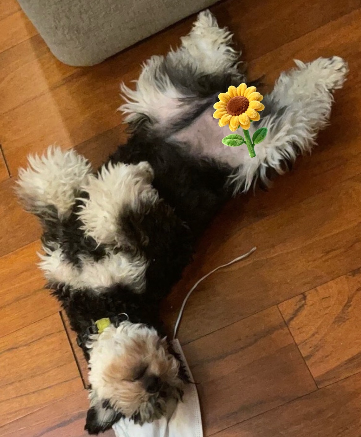哈哈哈哈哈哈哈我除了笑还能干嘛呢我除了夸你俩可爱还能干嘛呢我，其实也这样躺地上拍