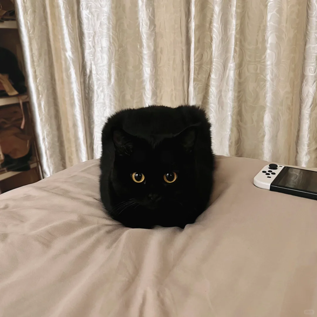 我的小猫能在很方和很圆之间自由切换