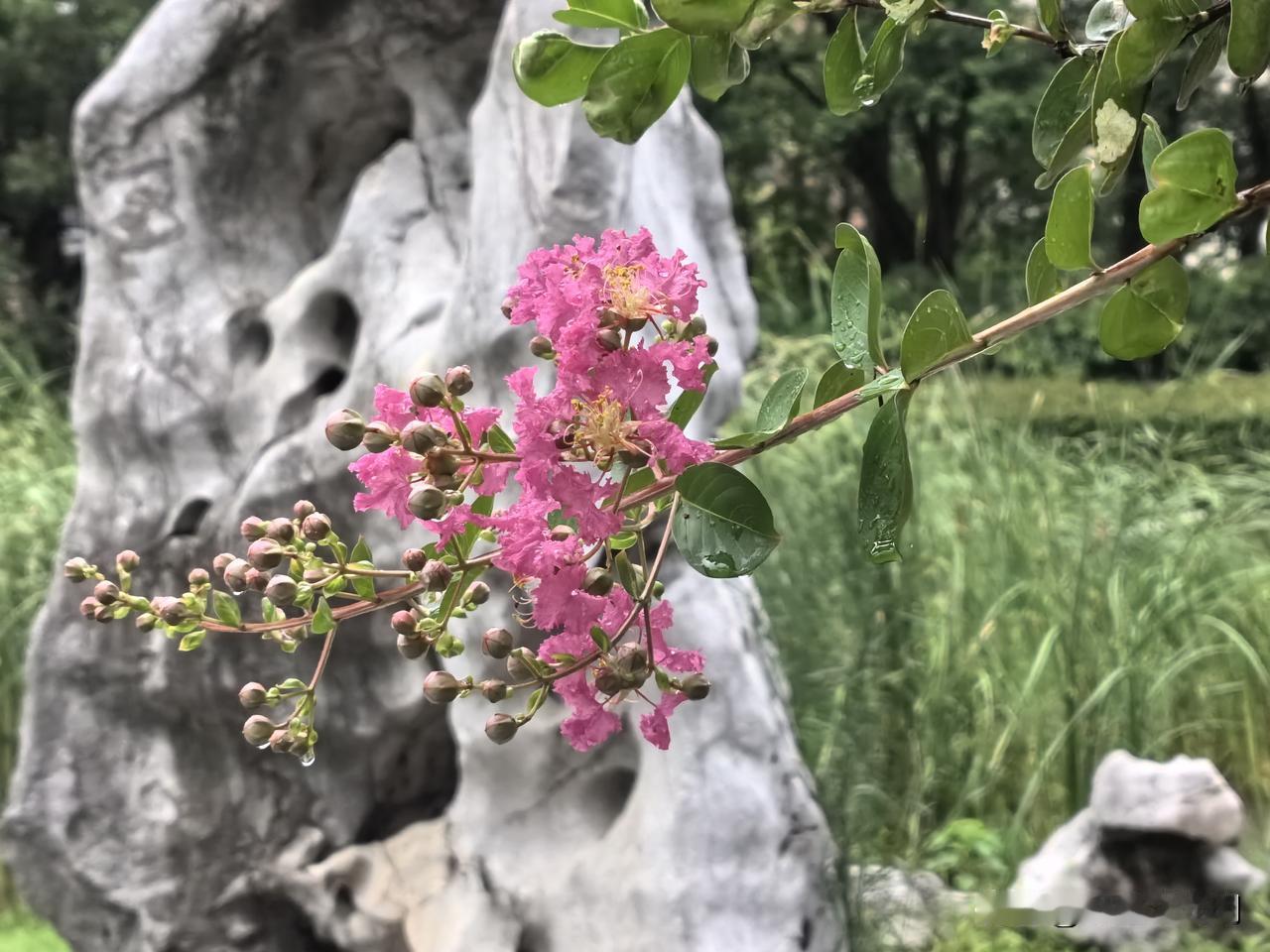 昨日白露，今早穿过广场，路两旁的草地像覆盖了一层白膜，再细看，一层密密的水珠，晶